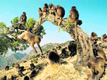 Monkeys seen in the lower hills of the state.