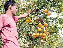 A farm labourer plucks ripe kinnows at an orchard in a village near Talwandi Sabo