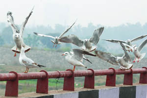 Migratory birds near the Yamuna in New Delhi.