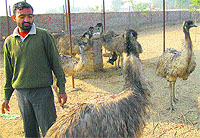 A farmer tends to emus at his farm in Dhiktana village near Hisar