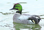 A falcated duck at the Pong reservoir.