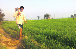 Pargat Singh of Memsa village in Dhuri, who has just an acre of land but a loan of Rs 6 lakh, says his only hope is help from his brother who has migrated to Singapore.