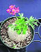Jatropha berlandieri