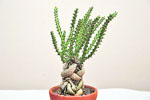 Euphorbia