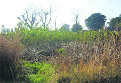 A dried up Nanga Wetland Reserve in Jammu.