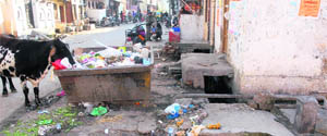 The problem of garbage and stray animals irks residents in the Jalandhar Cantonment constituency. 