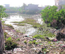 Garbage dumped in a pond at Samrala. 