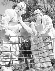 Rapid reaction team members cull chickens after a bird flu scare at Keranga village near Khurda in Odisha on Saturday.