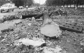 Trees are being axed to widen a road at Industrial Area in Phase III of Mohali.