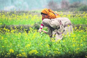 Women pluck mustard leaves at Jaswa village in the Kanachak area of Jammu