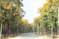 The Sal forest in Dehradun. 