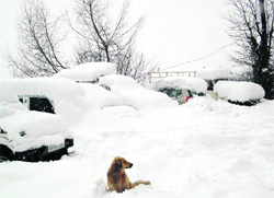 Vehicles covered under heavy snow near Manali