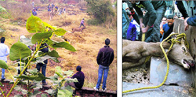 Panic gripped residents and students of a model school as a sambar stayed on Gaushala road in Phagwara on Tuesday morning. Residents of the area informed the forest department officials, but in vain. Later, SDM Manpreet Singh was informed who sent the naib tehsildar along with a police team and a few employees of the forest department to catch the sambar. As officials were trying to catch the animal, it jumped and attacked a scribe and an assistant sub-inspector. The animal was caught after hours of chase and was handed over to the forest department officials