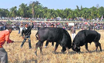 People enjoy watching a buffalo fight during the Bhogali Bihu harvest festival at the Ahatguri village, some 90 km east of Guwahati, on Monday.