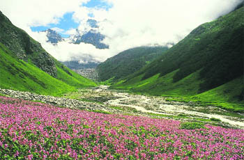 The Valley of Flowers. 