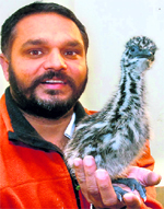 Gunraj Singh with a hatched emu