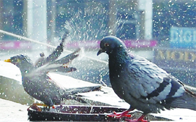 Birds make the most of it under a fountain in Amritsar.