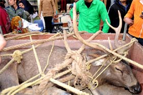 The sambhar that was captured after it strayed into residential areas in Bathinda on Saturday
