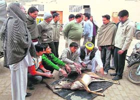 Village residents with the black buck killed by poachers at Jhalnian village in Fatehabad on Sunday