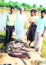 Fish farmers on the fish-seed farm set up near Ottu Weir in Sirsa.