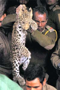 For the third time in one month, a leopard strayed into Guwahati on Wednesday