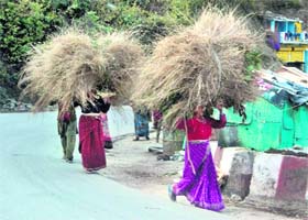 Carrying haystacks on their heads, women from Kukhui village walk back to their homes