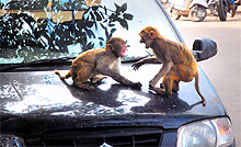 Monkeys fight with one another on a bonnet of a car in the parking area of Sector 9, Madhya Marg