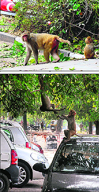 Monkeys roam near the booth of parking lot workers at Sector 9, Madhya Marg, Chandigarh; and (below) Monkeys playground a cause of scratches on cars in the parking area of Sector 9, Madhya Marg