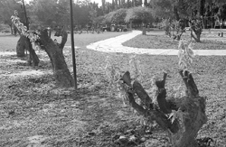 Shrubs cleared after more than 10 years at Bougainvillea Garden in Phase IV, Mohali,
