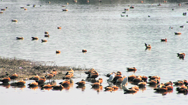 A flock of Brahminy ducks at Asan Barrage ; and (below) schoolchildren watch migratory birds at Asan Barrage during the World Wetlands Day celebrations on Thursday.