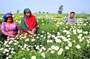 Farmers pluck flowers from a field in full bloom at Hasangarh village of Rohtak district