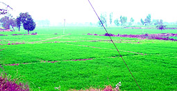 The dried up bed of the extinct Badha Lake in Fazilka, which is being used for cultivation by farmers.