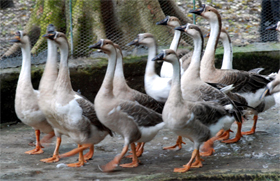 A flock of ducks at the Bir Talab zoo in Bathinda on Saturday.