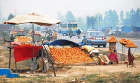 Fruit vendors sell kinnows along the Zirakpur-Ambala highway