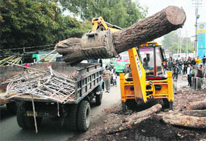 Employees of the Jammu Municipal Corporation remove tree trunks from the Akhnoor road in Jammu on Saturday.