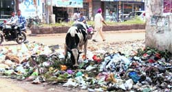 Heaps of garbage lying in front of the municipal councils office in Jagraon