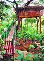 A view of the tree house perched on a gulmohar tree, 35 feet above the forest floor, in a coffee plantation in Wayanad