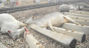 Carcasses of stary cattle that were hit by a goods train at Narinderpura village of Mansa district on Sunday.