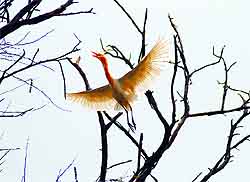 Finally, spring seems to be here. Birds too appear to be enjoying the pleasant weather. One such bird takes flight from atop a tree in Bathinda
