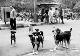 Stray dogs roam at the Civil Hospital, Sector 6, Panchkula. 