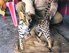 The leopard cat that was rescued on the Baijnath-Pandol road on Saturday