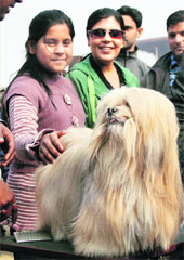 A furry dog draws quite a crowd during the dog show at Guru Gobind Singh Stadium in Jalandhar on Sunday. 