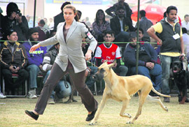 A foreign participant struts with her dog at the event. 