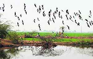 Egrets flying over a pond at Mankat Majra village in Mohali