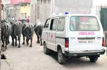 Cattle menace: Stray cattle blocks the path of an ambulance in a residential colony of Patiala.