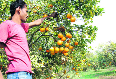 A kinnow grower at his orchard.