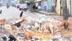 Stray dogs near Shastri Chowk in Jalandhar.