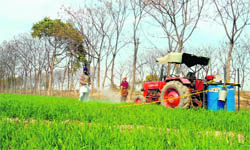 Farmers spray herbicides in a wheat field in Muktsar