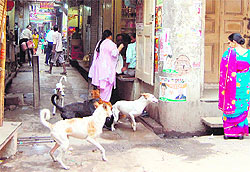 A file photo of women trying to protect themselves from stray dogs in Amritsar