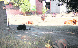 The broken boundary wall of a park opposite Beri gate allows entry of stray dogs and cattle